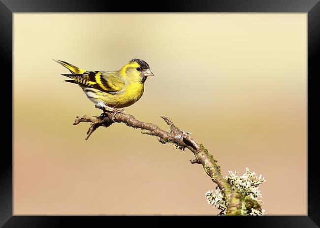 Siskin Framed Print by Grant Glendinning