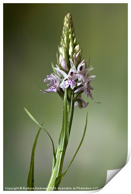 Wild Orchid~Dactylorhiza fuchsii Print by Barbara Ambrose