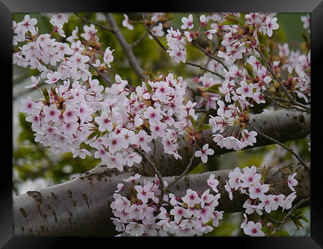 Cherry Blossom Framed Print by sharon bennett