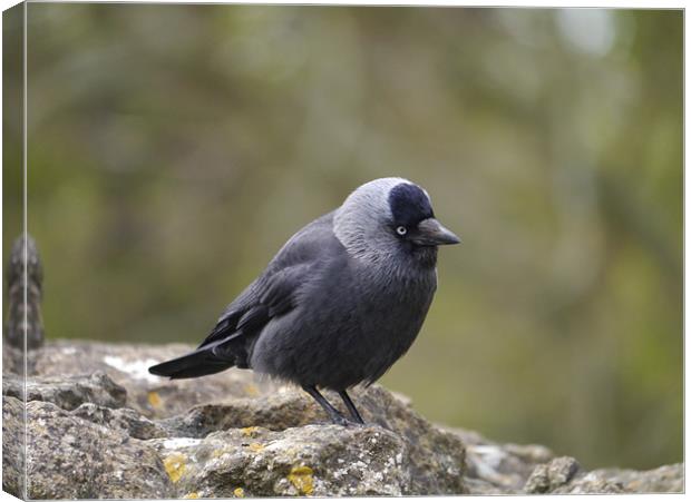 Jackdaw on ruin walls Canvas Print by sharon bennett