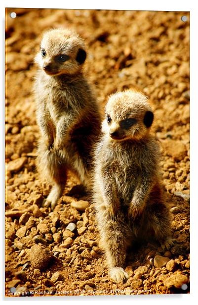 Baby Meerkat Twins Acrylic by Rachael Hood