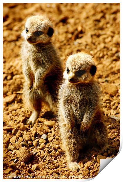 Baby Meerkat Twins Print by Rachael Hood