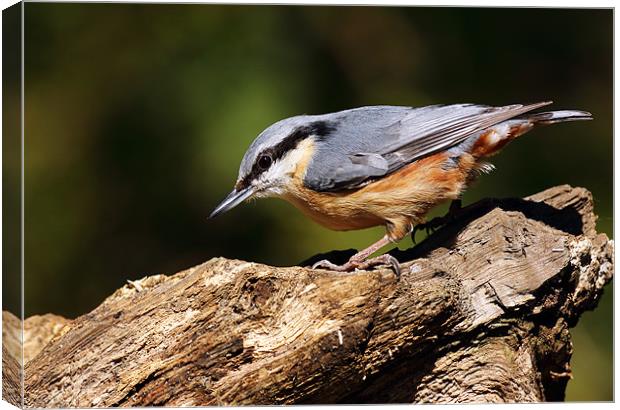 Nuthatch Canvas Print by Grant Glendinning