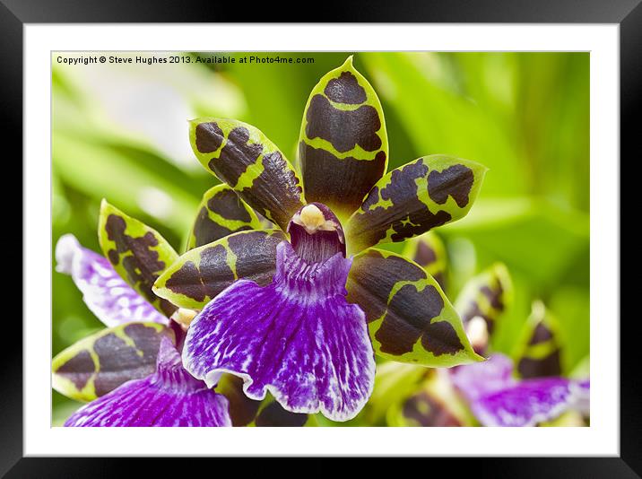 Orchid at R.H.S. Wisley Framed Mounted Print by Steve Hughes