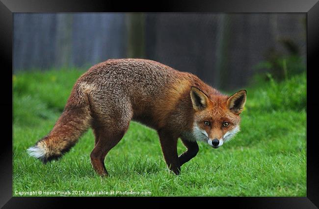 Cunning Fox Framed Print by Dave Burden