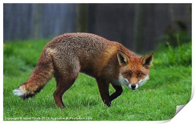 Cunning Fox Print by Dave Burden