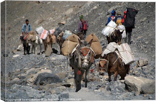 Mules Climbing Thorung La, Annapurna Circuit, Nepa Canvas Print by Serena Bowles