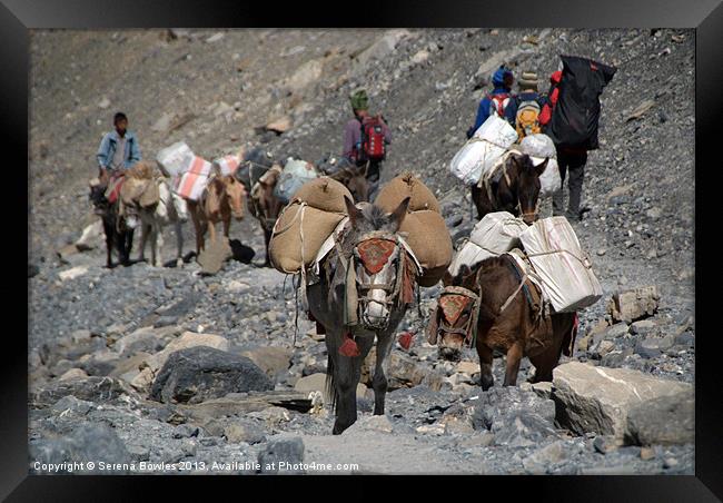 Mules Climbing Thorung La, Annapurna Circuit, Nepa Framed Print by Serena Bowles