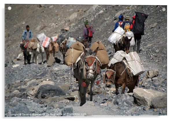 Mules Climbing Thorung La, Annapurna Circuit, Nepa Acrylic by Serena Bowles