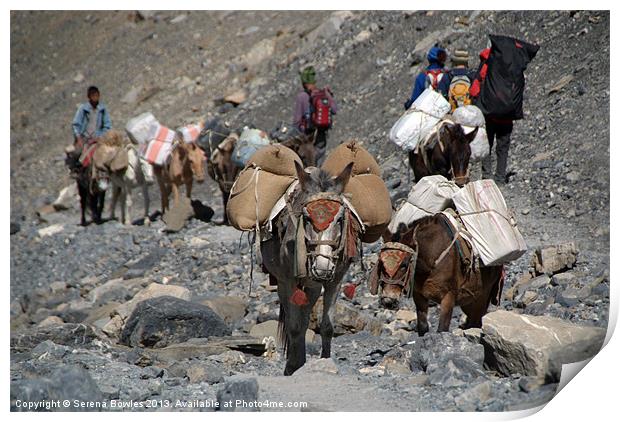 Mules Climbing Thorung La, Annapurna Circuit, Nepa Print by Serena Bowles