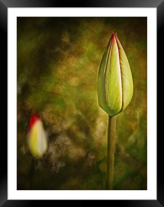 Red Tulip Buds Framed Mounted Print by Robert  Radford