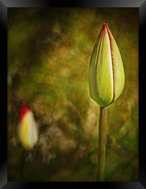 Red Tulip Buds Framed Print by Robert  Radford
