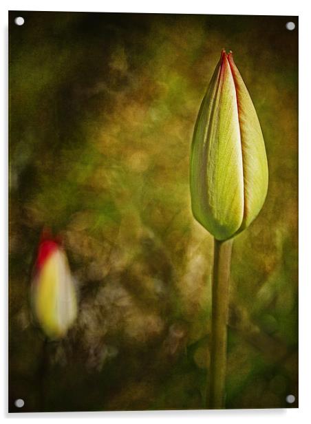 Red Tulip Buds Acrylic by Robert  Radford