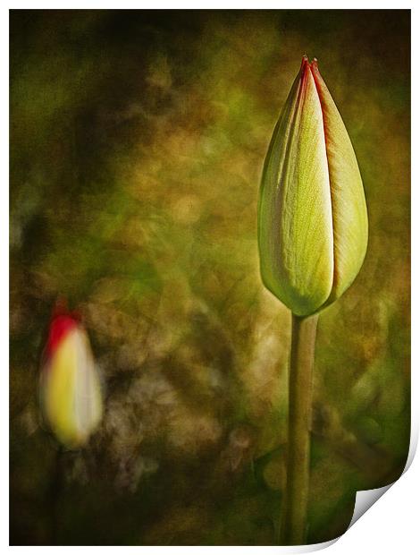 Red Tulip Buds Print by Robert  Radford