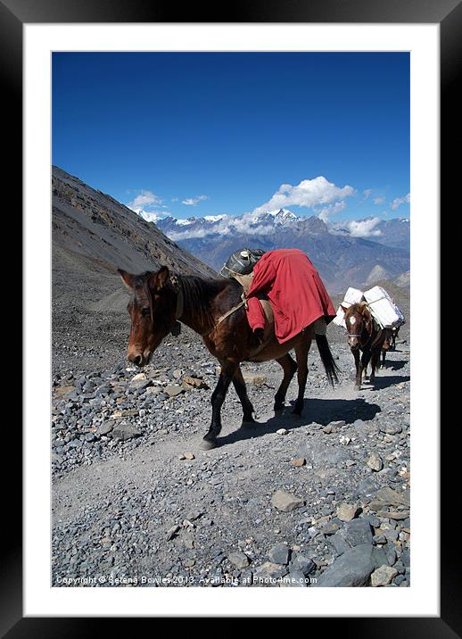 Mules Climbing Thorung La, Annapurna Circuit Nepal Framed Mounted Print by Serena Bowles