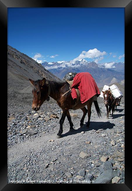 Mules Climbing Thorung La, Annapurna Circuit Nepal Framed Print by Serena Bowles