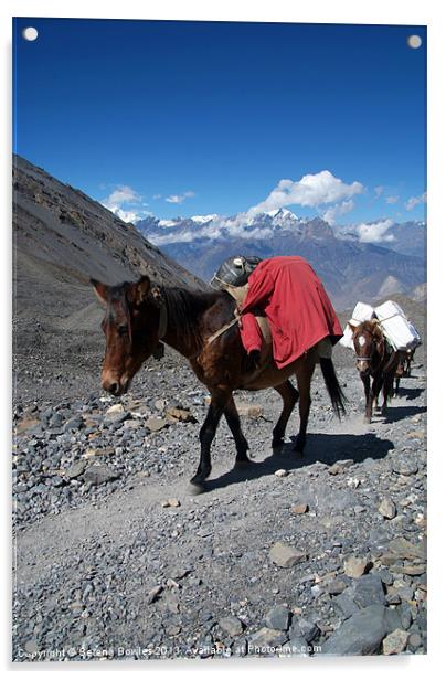 Mules Climbing Thorung La, Annapurna Circuit Nepal Acrylic by Serena Bowles