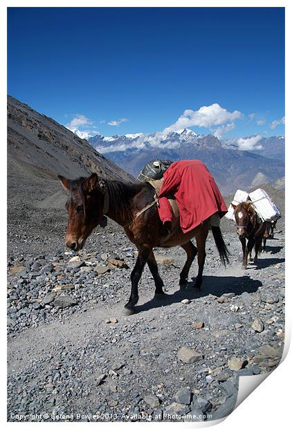 Mules Climbing Thorung La, Annapurna Circuit Nepal Print by Serena Bowles