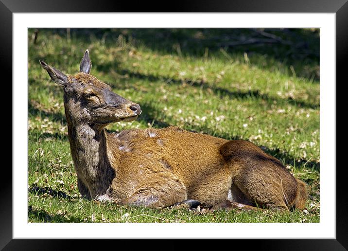 Deer enjoying the Suffolk sun Framed Mounted Print by Bill Simpson