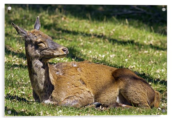 Deer enjoying the Suffolk sun Acrylic by Bill Simpson
