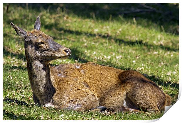 Deer enjoying the Suffolk sun Print by Bill Simpson