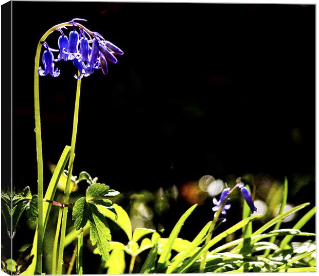 First Bluebells Canvas Print by Dawn Cox