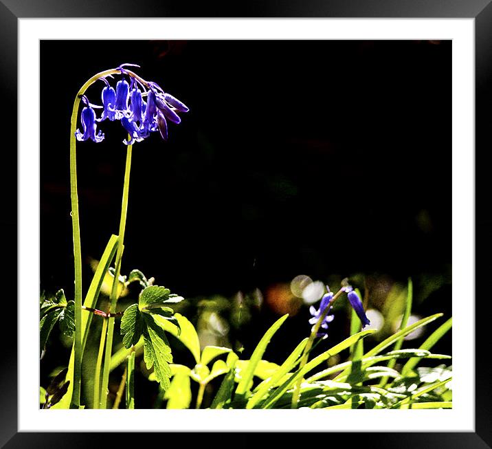 First Bluebells Framed Mounted Print by Dawn Cox