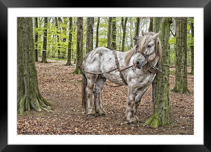 Belgian workhorse Framed Mounted Print by Jo Beerens