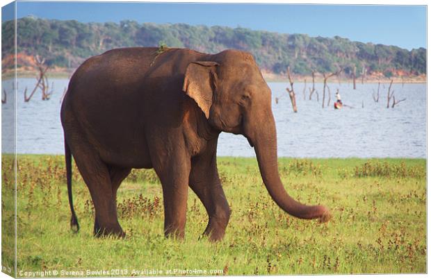 Elephant by the Lake Kaudulla, Sri Lanka Canvas Print by Serena Bowles