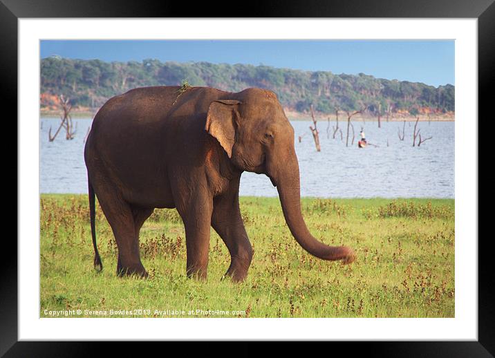 Elephant by the Lake Kaudulla, Sri Lanka Framed Mounted Print by Serena Bowles