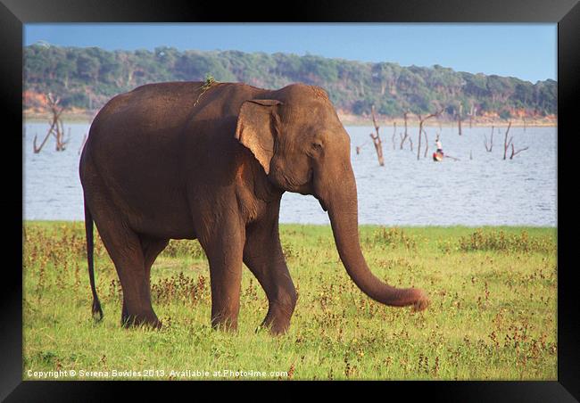 Elephant by the Lake Kaudulla, Sri Lanka Framed Print by Serena Bowles