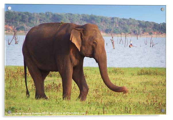 Elephant by the Lake Kaudulla, Sri Lanka Acrylic by Serena Bowles