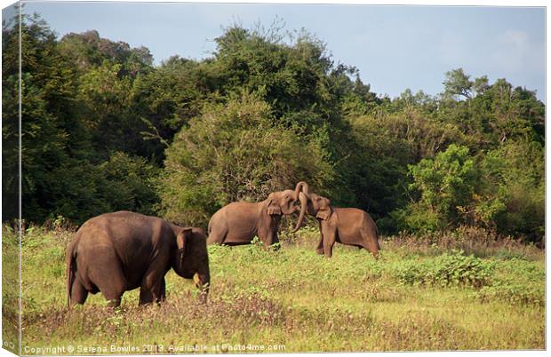 Elephants Fighting Kaudulla, Sri Lanka Canvas Print by Serena Bowles