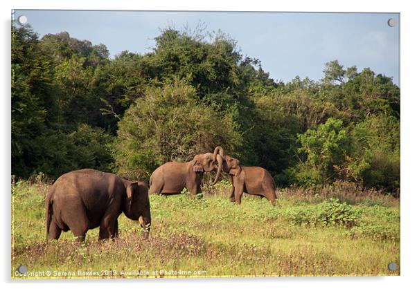Elephants Fighting Kaudulla, Sri Lanka Acrylic by Serena Bowles