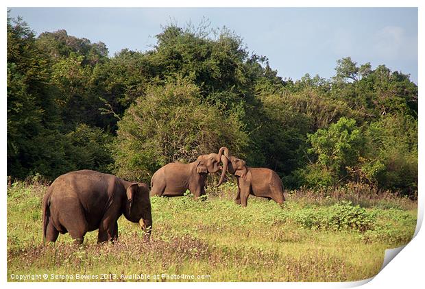 Elephants Fighting Kaudulla, Sri Lanka Print by Serena Bowles
