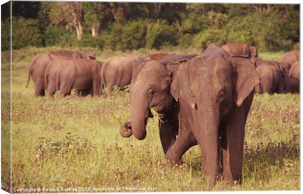 Elephants Grazing Kaudulla, Sri Lanka Canvas Print by Serena Bowles