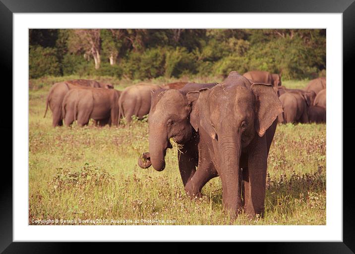 Elephants Grazing Kaudulla, Sri Lanka Framed Mounted Print by Serena Bowles