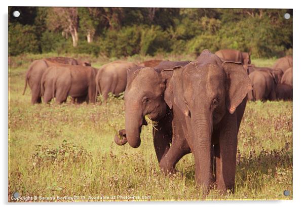 Elephants Grazing Kaudulla, Sri Lanka Acrylic by Serena Bowles