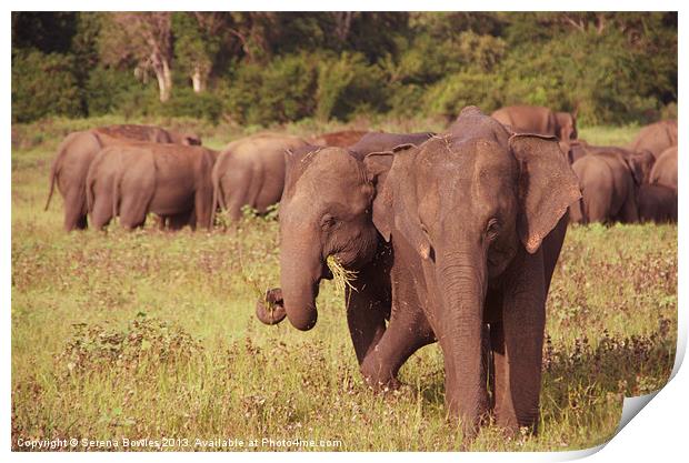 Elephants Grazing Kaudulla, Sri Lanka Print by Serena Bowles