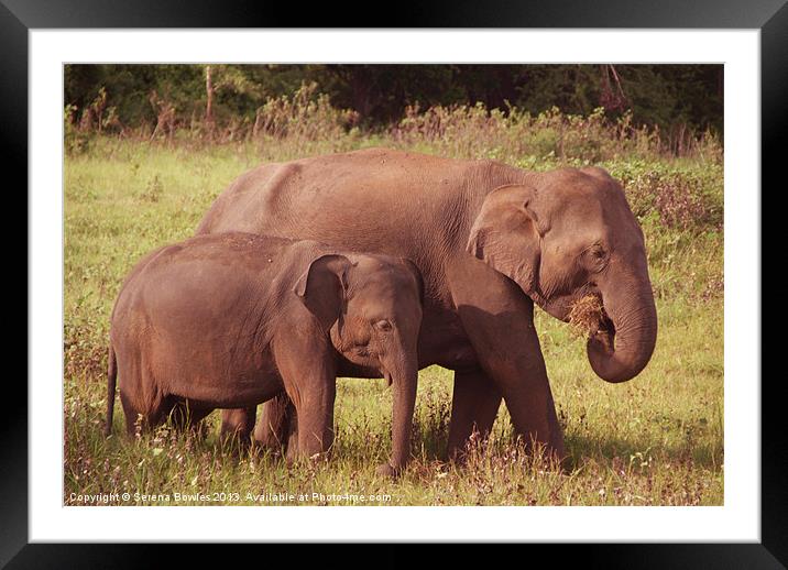 Mother and Baby Elephants Kaudulla, Sri Lanka Framed Mounted Print by Serena Bowles