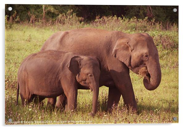 Mother and Baby Elephants Kaudulla, Sri Lanka Acrylic by Serena Bowles