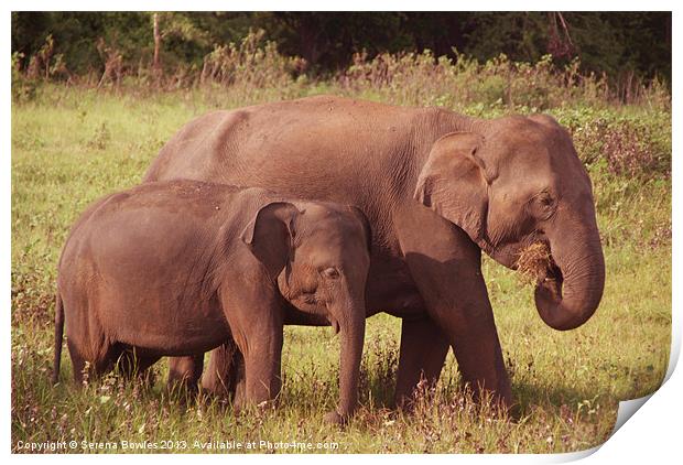 Mother and Baby Elephants Kaudulla, Sri Lanka Print by Serena Bowles