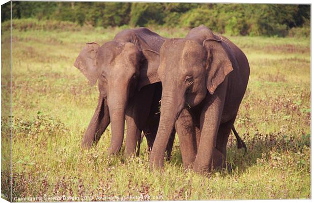 Two Elephants Kaudulla, Sri Lanka Canvas Print by Serena Bowles