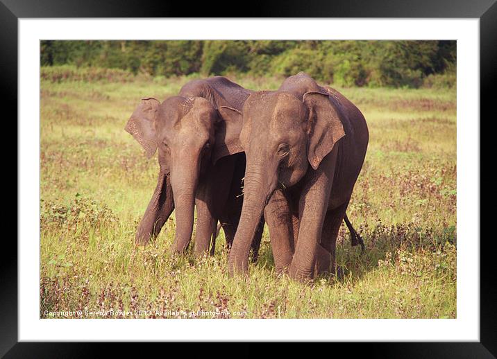 Two Elephants Kaudulla, Sri Lanka Framed Mounted Print by Serena Bowles