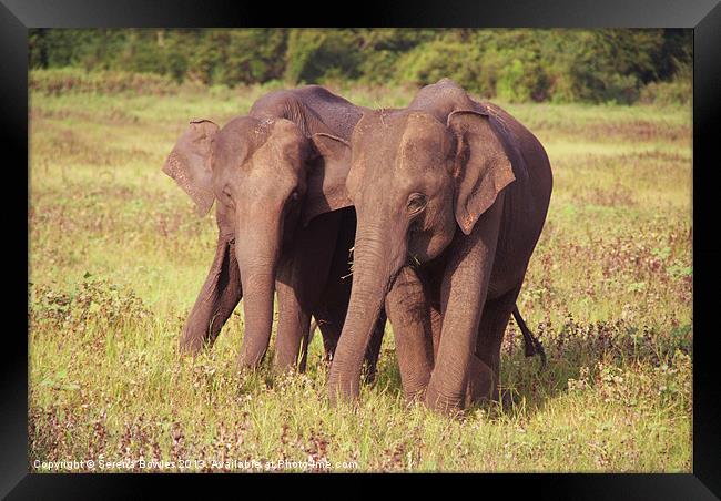 Two Elephants Kaudulla, Sri Lanka Framed Print by Serena Bowles