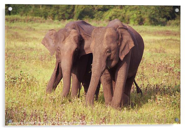 Two Elephants Kaudulla, Sri Lanka Acrylic by Serena Bowles