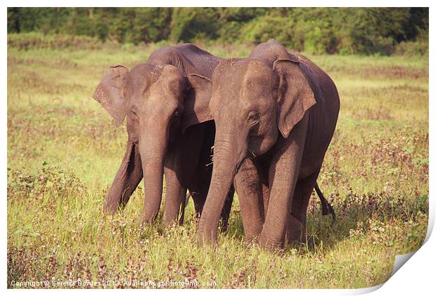 Two Elephants Kaudulla, Sri Lanka Print by Serena Bowles