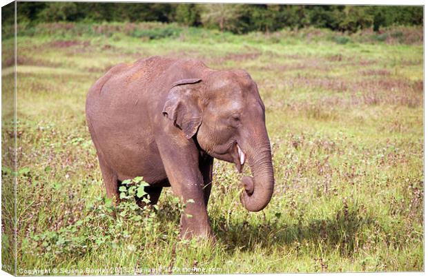 Young Elephant Eating Kaudulla, Sri Lanka Canvas Print by Serena Bowles