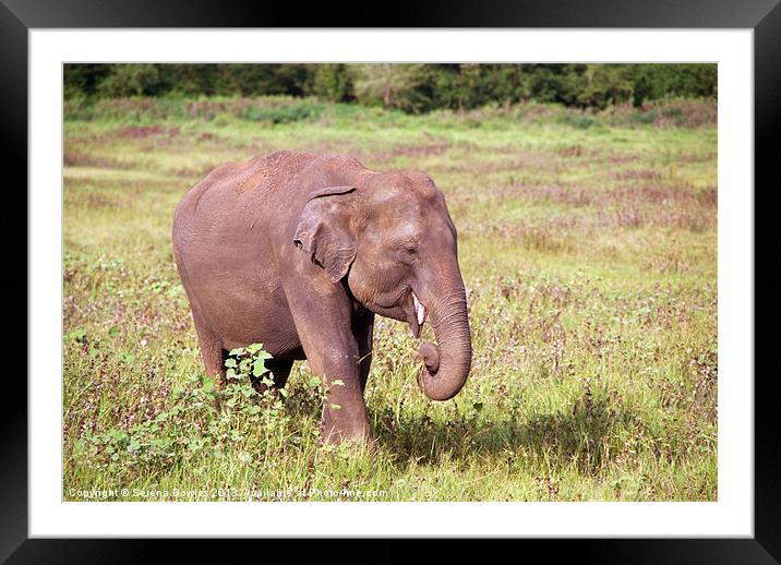 Young Elephant Eating Kaudulla, Sri Lanka Framed Mounted Print by Serena Bowles
