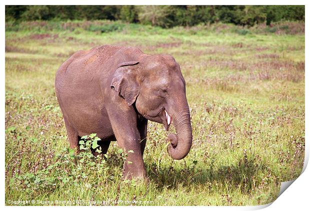 Young Elephant Eating Kaudulla, Sri Lanka Print by Serena Bowles